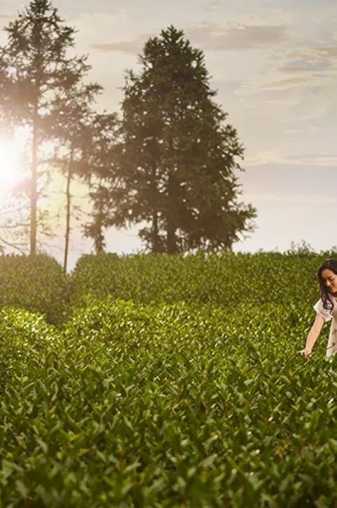 anji white tea picking tour