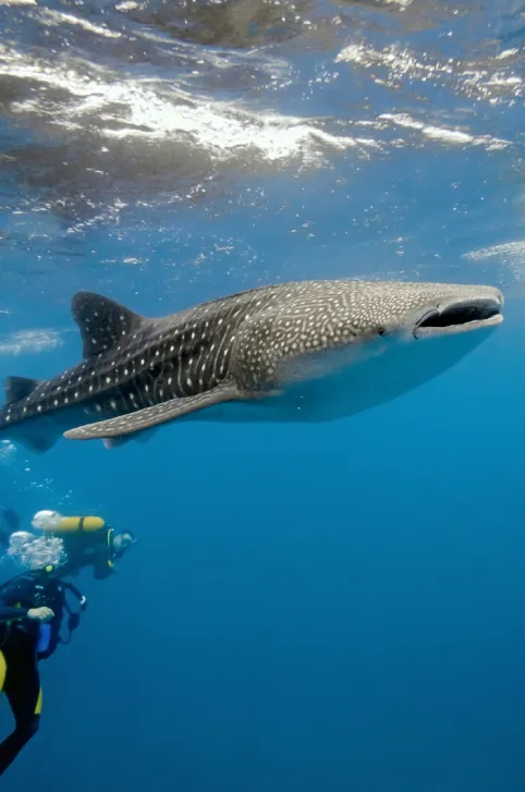 shark