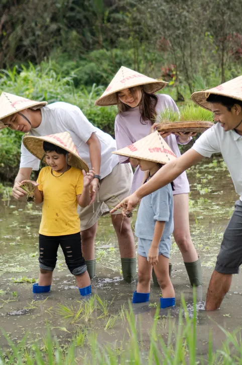 rice planting
