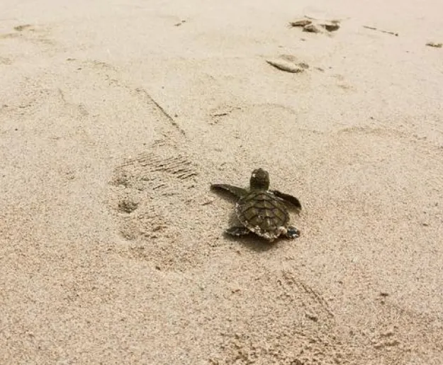 5 simple ways to travel responsibly