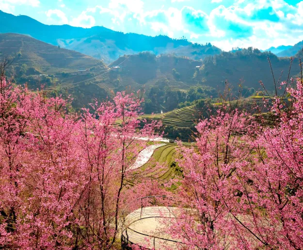 Cherry Blossoms at Garrya Mu Chang Chai