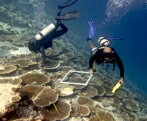 Dive into Maldives’ marine heritage and vibrant reefs