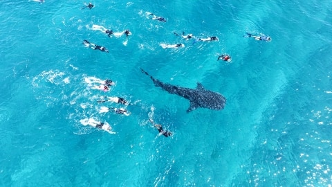 Swim near the Maldives' 'whale shark highway' near Angsana Velavuru