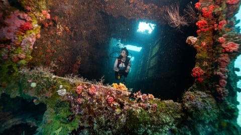 The Rannamaari shipwreck is now a marine ecosystem