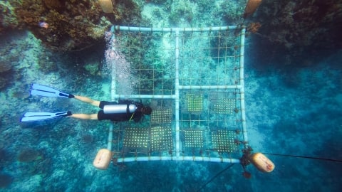 The floating reef nursery at Banyan Tree Vabbinfaru