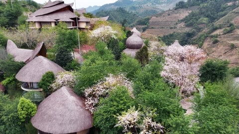 Hoa Ban season at Garrya Mu Chang Cai