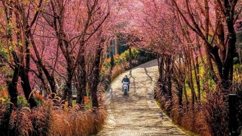Flower Season at Garrya Mu Cang Chai