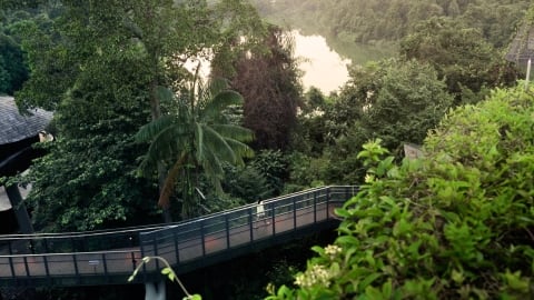Nature walk at Mandai Rainforest by Banyan Tree