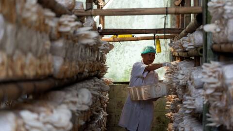 A famrer in a local mushroom plantation 