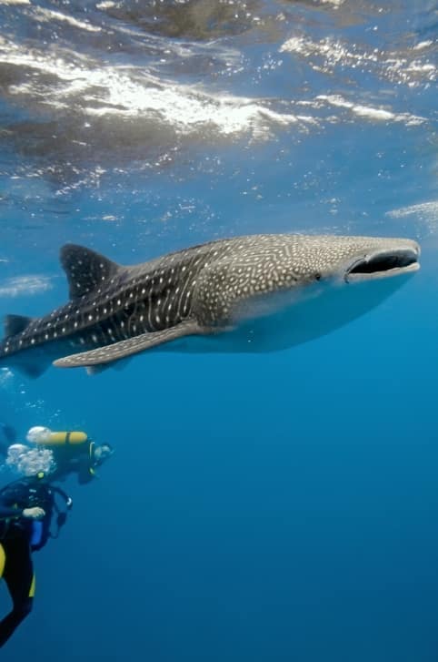 shark