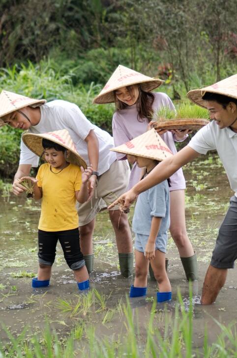 rice planting